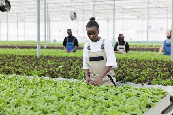 What's the Best Method for Creating a Low-Maintenance Indoor Herb Wall?